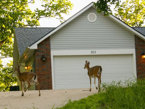 Does in a driveway of a house