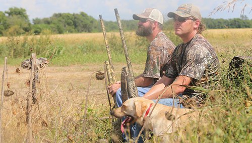 Two dove hunters and yellow lab in the field