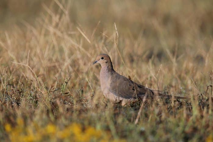 Mourning Dove in a field