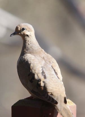 Mourning doves are popular targets for Arkansas anglers