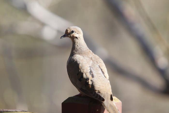 Mourning Dove perched on a fence post