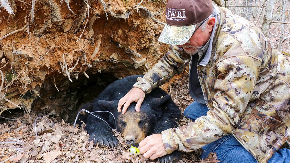 Dr. Clay Hilton of Caesar Kleberg Wildlife Research Institute monitors a sedated bear.