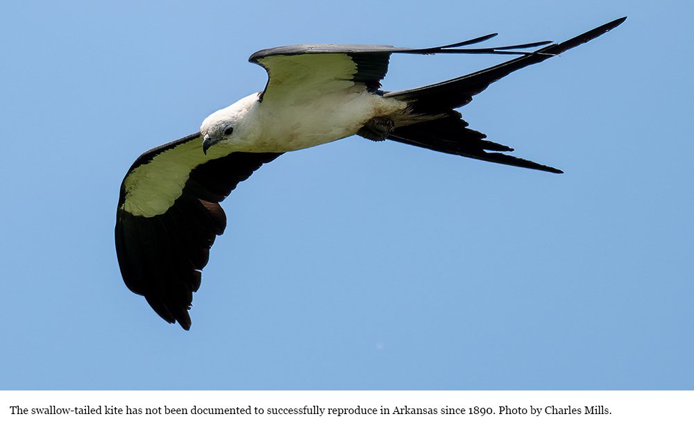 Swallow-tailed kite image by Charles Mills.