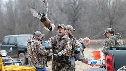 Duck banding conservation work