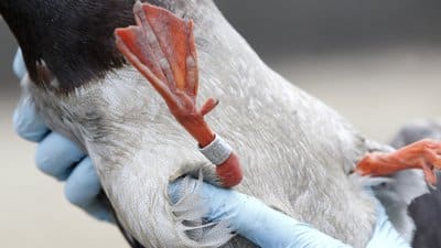 Banded mallard