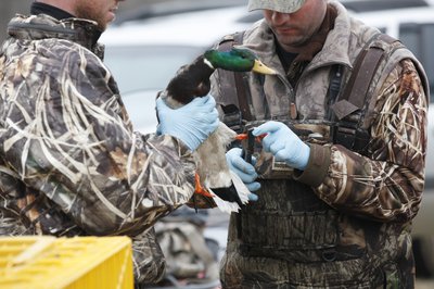 Biologists banding ducks in Arkansas.