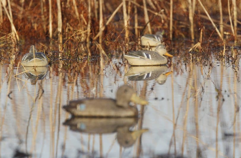 Duck Decoys152282.JPG