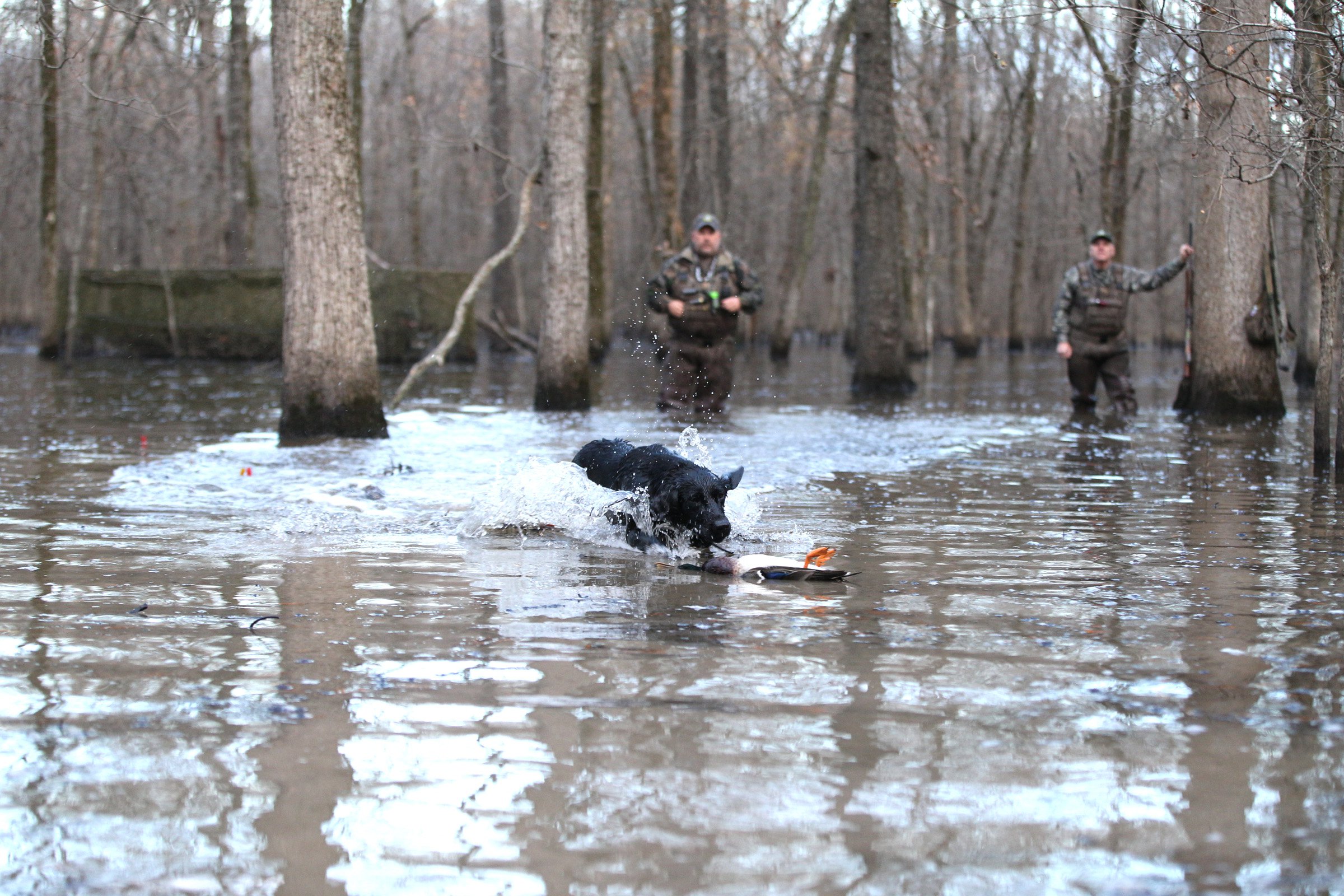 Ducking hunting with dog retrieving