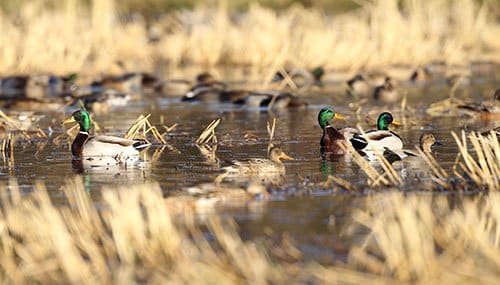 Mallards on a flooded rice field