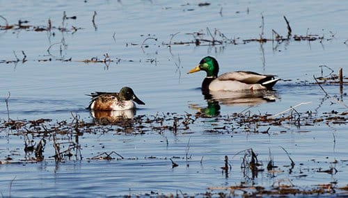 Ducks in the flooded field