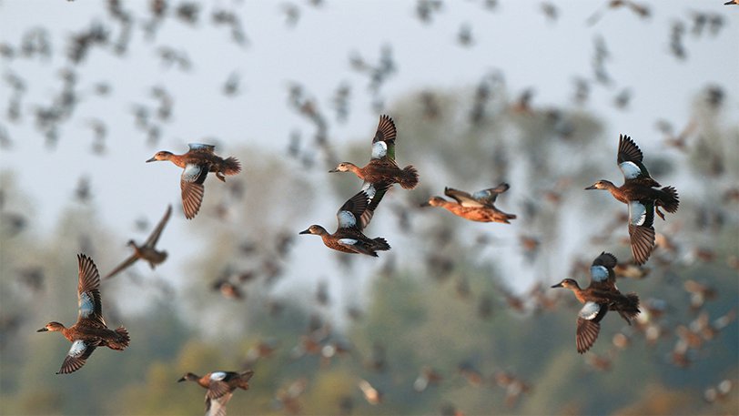 Blue-winged teal flying over a moist soil unit