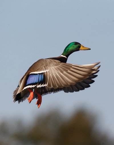 Mallard in flight