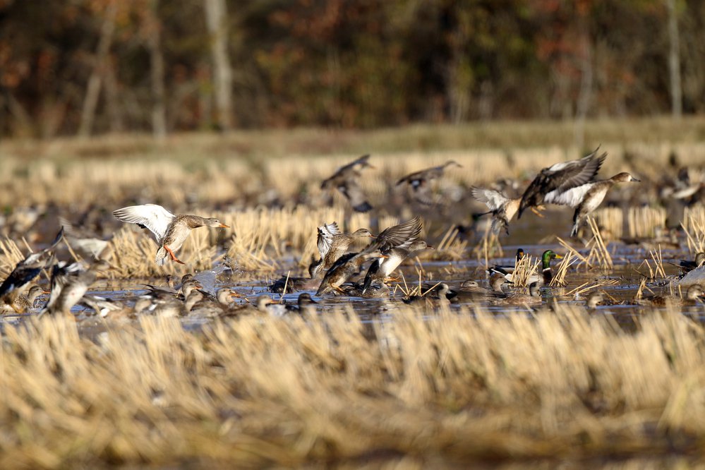 waterfowl on agricultural land