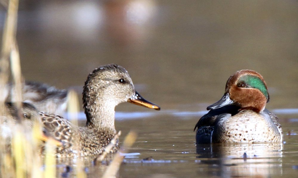 green-winged teal