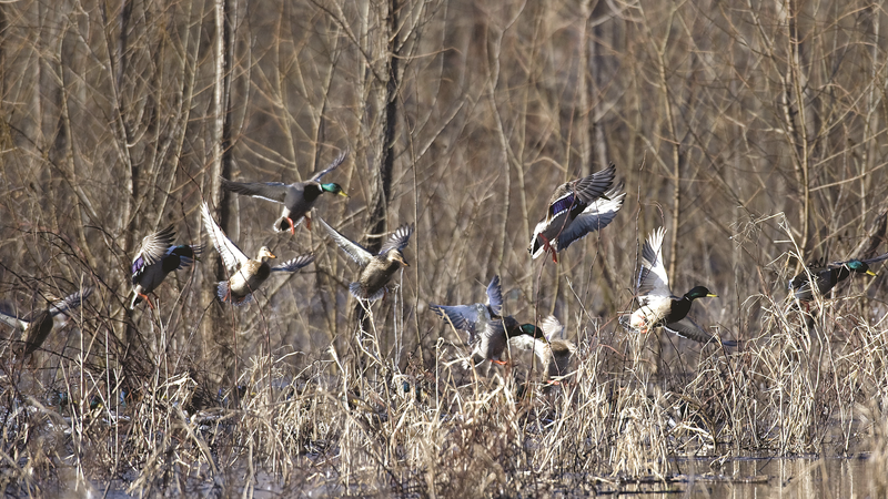 Duck Hunting in FRIGID Conditions!