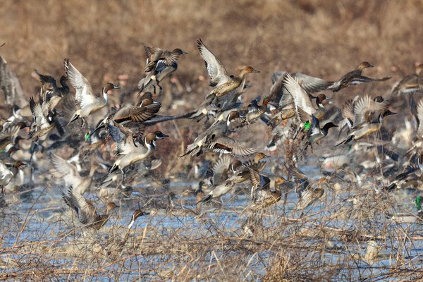 Ducks moist soil (2).JPG