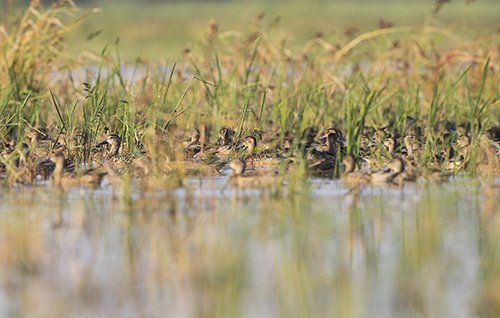 teal in native vegetation