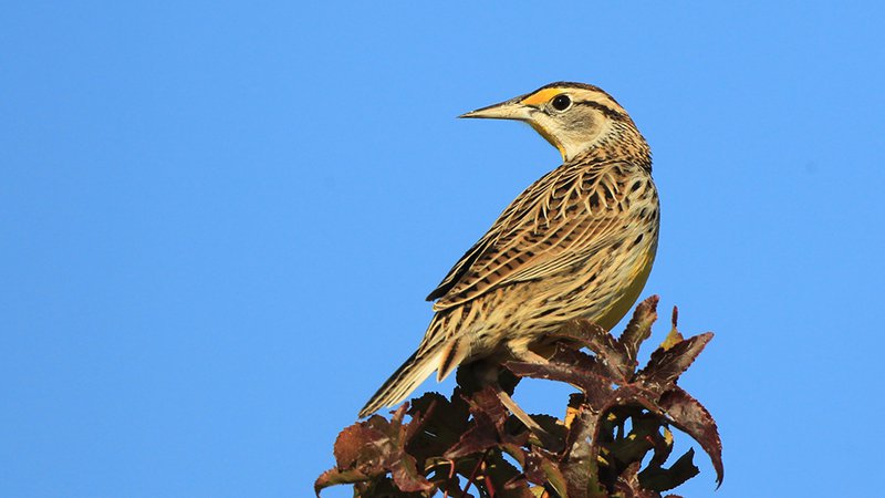 More than half a million Arkansas birds below average, says AGFC