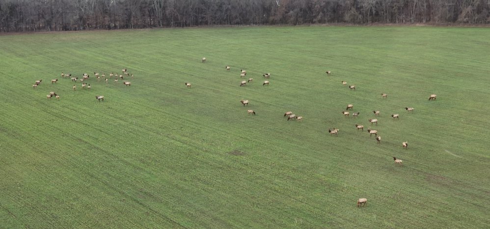 Large wildlife openings attract elk on early spring mornings, which makes them easier to count from the air.