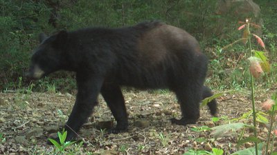 Bear with mange captured on trail camera