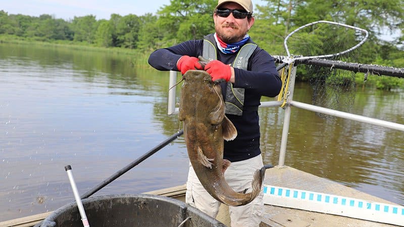 AGFC biologists round up Lake Erling catfish in rodeo for new study •  Arkansas Game & Fish Commission