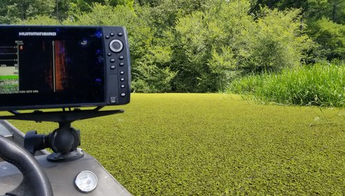 Giant Salvinia on Lake Erling in Arkansas