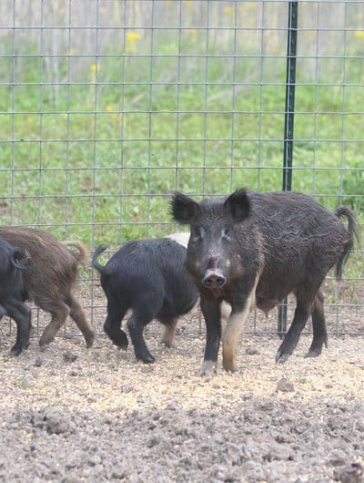 Large-scale trapping is the best method to remove large concentrations of feral hogs.