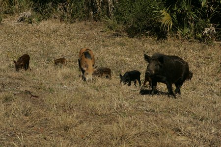 Feral_pigs_(6887430327).jpg