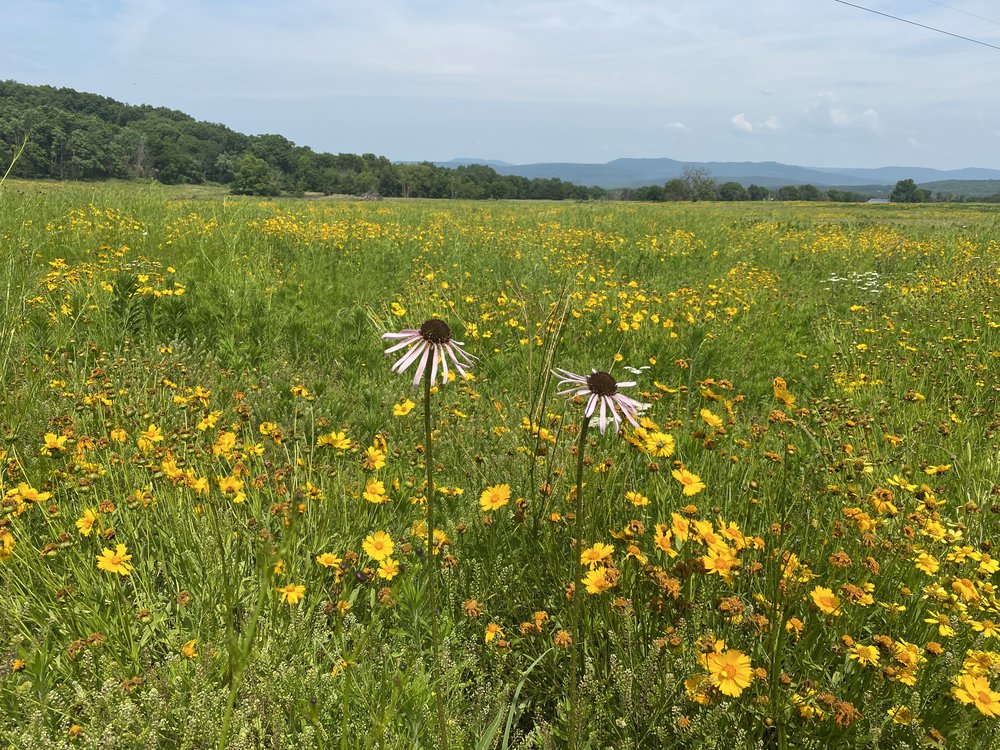 Native vegetation that provides cover and forage for quail, turkey and deer is abundant on Rock Creek Ranch thanks to hard work by club members.