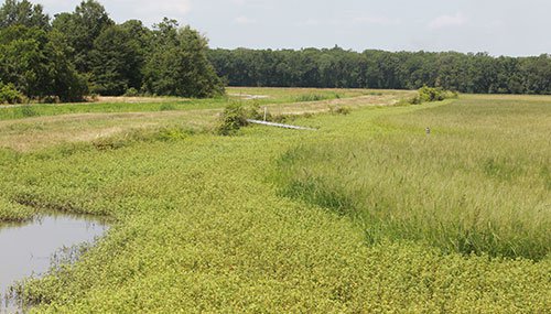 Field with some water