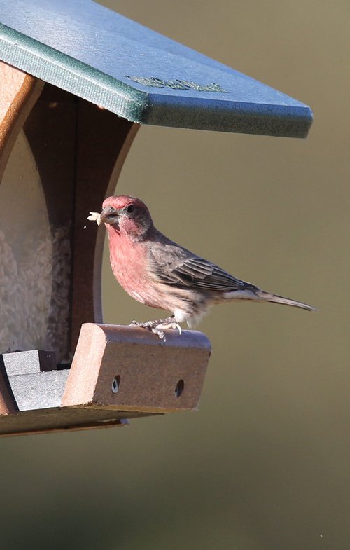 House finch on feeder