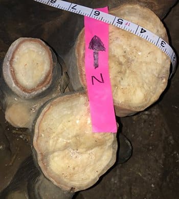 Tops of stalagmites were cut and stolen from Fitton Cave at the Buffalo National River
