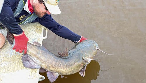 Flathead catfish release to Lake Erling