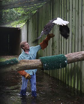 Rodney Paul rescues eagle from flooded pen