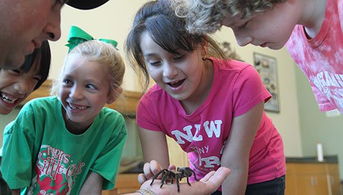 Tarantula at the Janet Huckabee Arkansas River Valley Nature Center in Fort Smith.