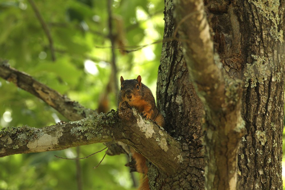 Fox squirrels, while larger than gray squirrels, can be a bit tougher, making them a little more challenging to cook.