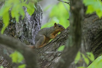 fox squirrel