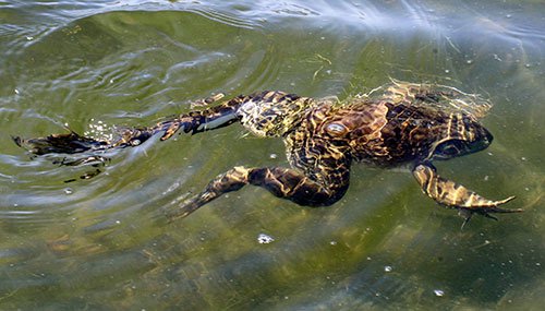 Frog swimming