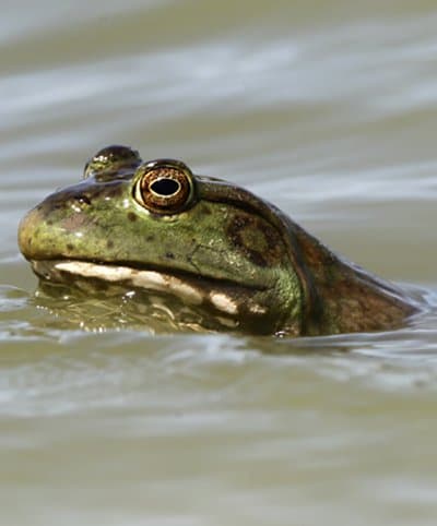 Only American bullfrogs are legal to gig in Arkansas.