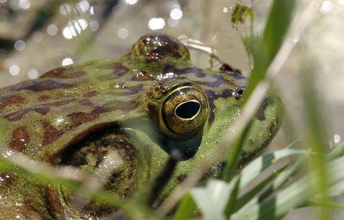 The American bullfrog is the only species legal to hunt in Arkansas.