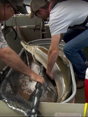 alligator gar longer than 36 inches must be released unless you have a Trophy Alligator Gar Tag