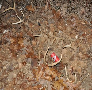 deer heads buried up to their antlers