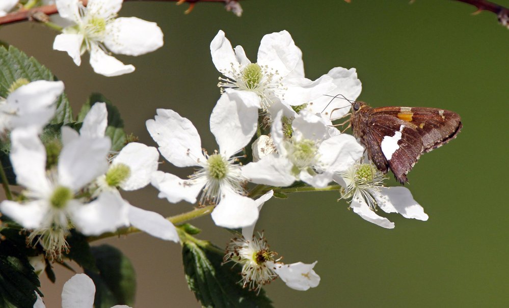 Moth on wildflower