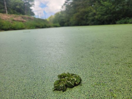 One small clump of giant salvinia can cover acres within a month.