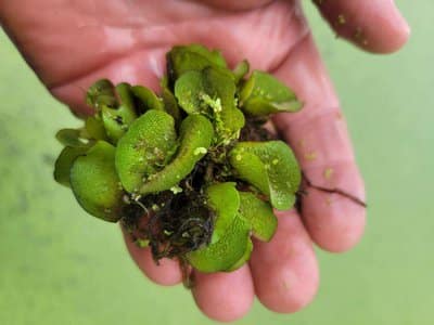 Giant Salvinia at Mercer Bayou