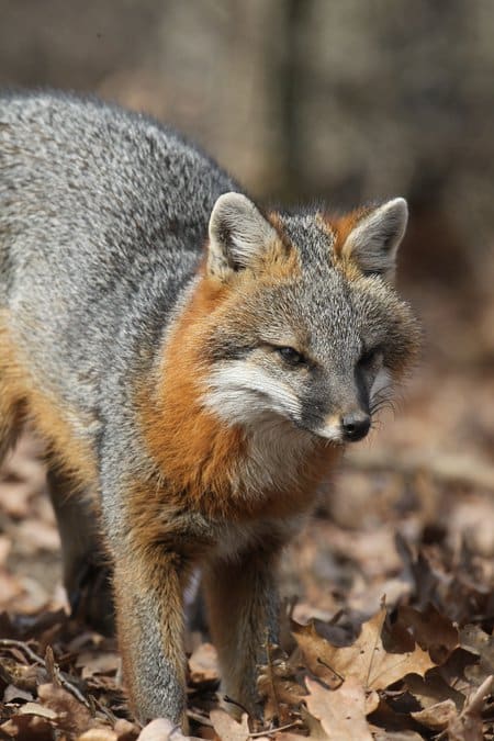 Slightly smaller than red foxes, gray foxes are one of The Natural State’s most secretive furbearers.