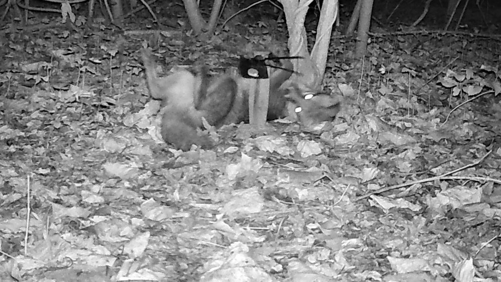 Foxes have an affinity for a scent lure used in the Central Arkansas Urban Wildlife Project.