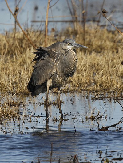 Great blue heron in the marsh