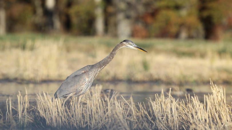 Great Blue Heron40705.jpg