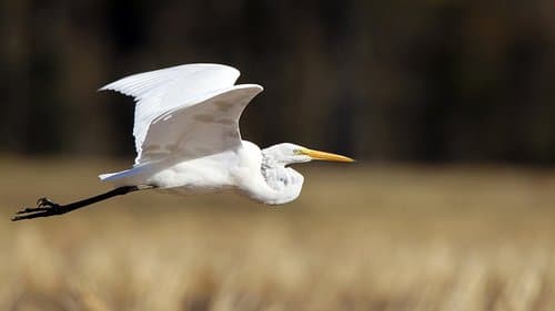 Great egret in mid flight